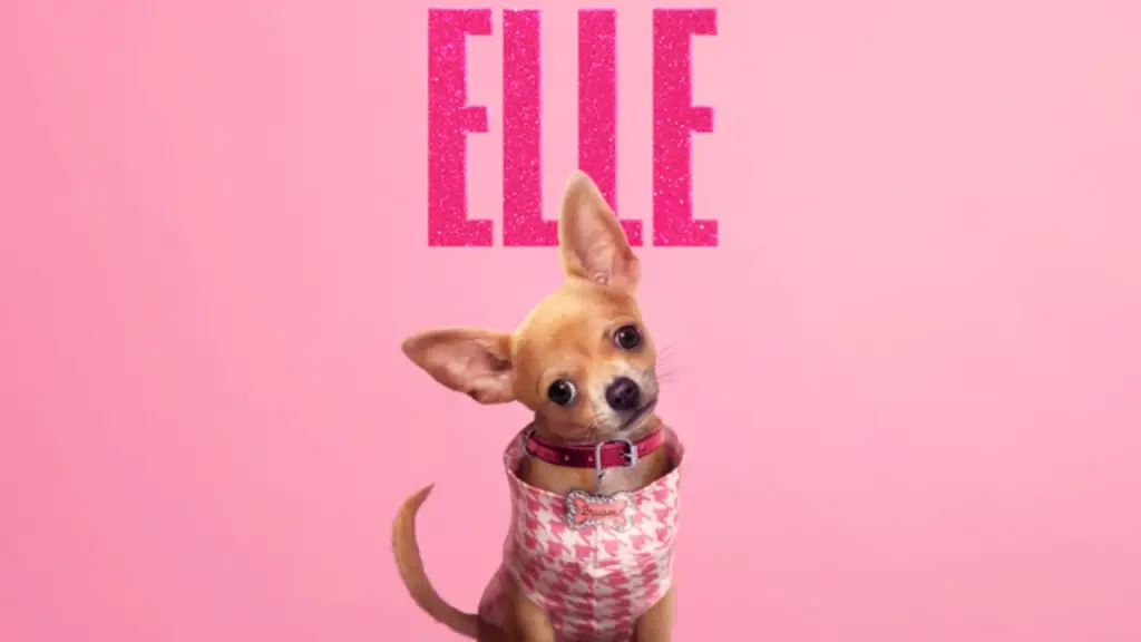 Elle série Prime Video legalmente loira