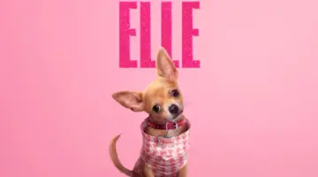 Elle série Prime Video legalmente loira