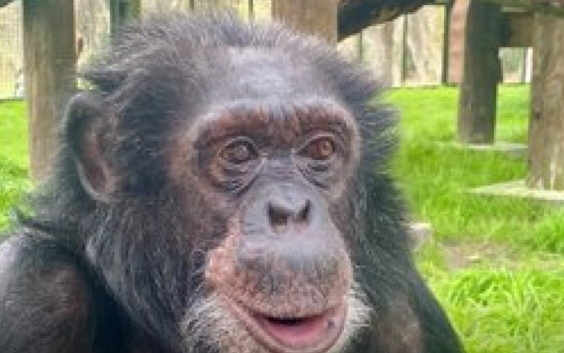 image 9 4 - Michael | Chimpanzé do Rei do Pop está vivo até hoje; Veja como ele está!