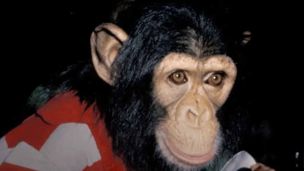 macaco michael hoje