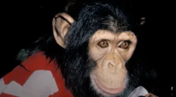 macaco michael hoje