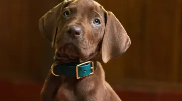 scooby-doo a origem corrige problema